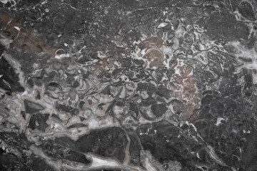 Section of building materials with ancient fossils