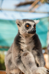 Beautiful lemur with orange eyes in the park