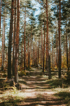 footpath in the forest