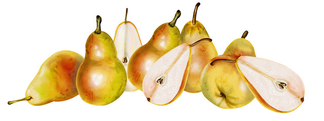 Large composition with pears. Many pears. Fruit border. Green ripe fruits. Watercolor illustration without background