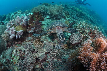 Obraz premium Underwater photo of a green sea turtle against a coral reef taken with a wide camera. Diving in the Philippines, Asia