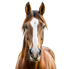 White Horse Portrait on Plain Background