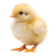 Fototapeta premium Baby Chicken Side View on White Background