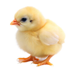Obraz premium Side View of a Baby Chicken Against a White Background