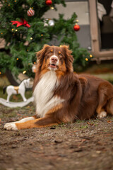 A relaxed brown and white dog enjoys a festive outdoor setting near a Christmas tree in a serene garden during the holiday season