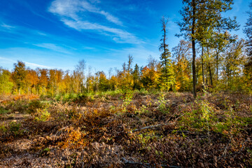 Wiederaufforstung nach Rodung im herbstlichen Mischwald