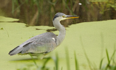 Fototapeta premium Grey heron between reeds, heron in the pond between duckweed and grasses, grey bird in the pond from the side, bird fishing