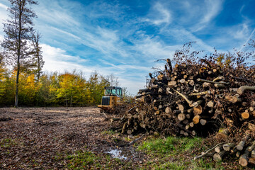 Waldrodung im Mischwald