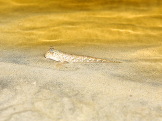 Mudskipper fish on Cape Tribulation beach in Queensland Australia