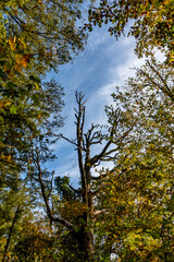 Obraz premium Abgestorbener Baum im Wald