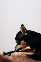 A brown beautiful purebred Chihuahua lies and sits on the bed and looks at the camera