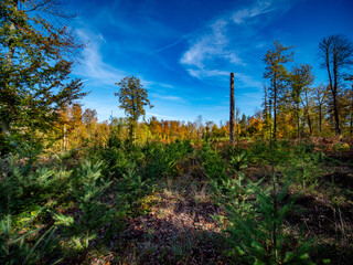 Wiederaufforstung nach Rodung im herbstlichen Mischwald