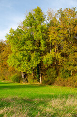 Fototapeta premium autumn in the park