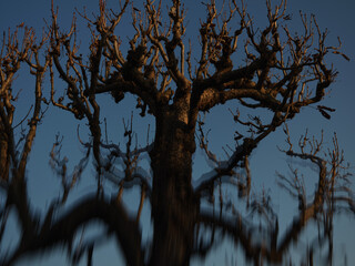 Silhouetted leafless tree standing against a blue evening sky in the light of the last sun rays. Partially optically blurred image using special effect lens.