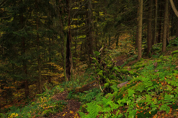 Thuringian Forest near Bad Tabarz in autumn