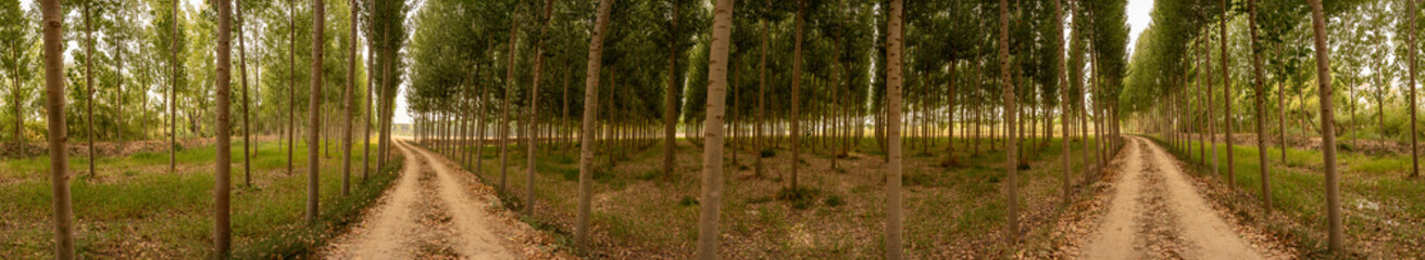 A Serene Pathway Winding Through a Lush Poplar Grove Surrounded by Vibrant Autumn Colors