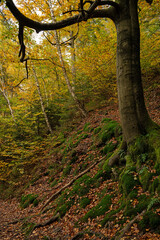 mystic autumn forest near Bad Tabarz in the Thuringian Forest in fall