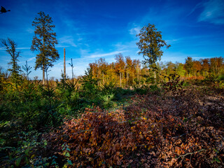 Wiederaufforstung nach Rodung im herbstlichen Mischwald