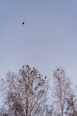 Fototapeta premium Jackdaw birds gathering in the evening by Kapp, Toten, Norway.