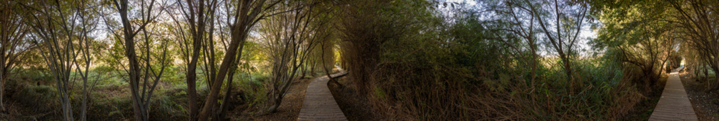 A Serene Woodland Pathway that is Surrounded by Beautiful and Lush Greenery All Around