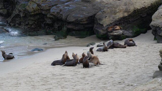 Seals and sea lions at the beach. Seal Beach La Jolla Cove coast near pacific ocean. San Diego California