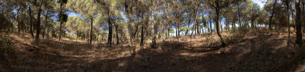 A Serene Forest Landscape Showcasing Sunlight Beautifully Filtering Through The Trees Above