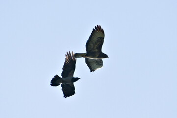 Hooded crow is attacking bird of prey Buteo buteo aka common buzzard in flight.