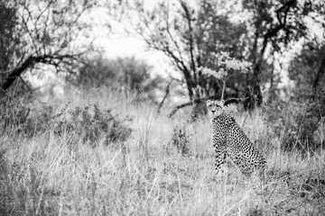 cheetah in the wild