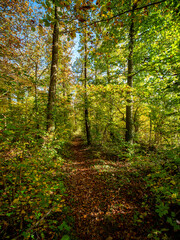 Waldweg im Herbst