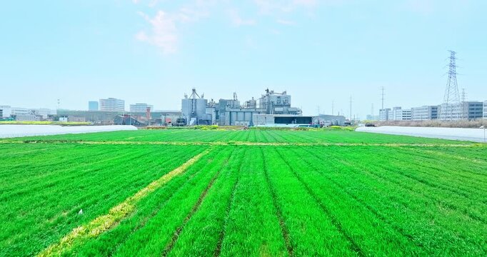 Aerial shot of cement factory industrial building and green wheat field
