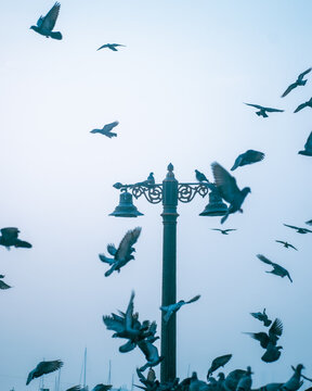 Birds flying over the street light poll