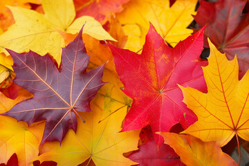 Fototapeta premium Vibrant autumn leaves blanket the forest floor in a kaleidoscope of colors under soft sunlight. Generative AI