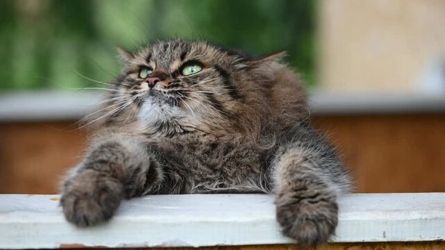Fluffy cat meowing with paws on a white table, looking up with curiosity and showcasing an adorable, playful demeanor