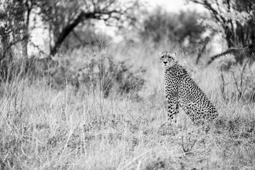 Sitting cheetah on the side landscape horizontal savanna wild african safari