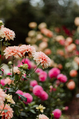 A bundle of light pink flowers with hot pink flowers in the background and green foliage 