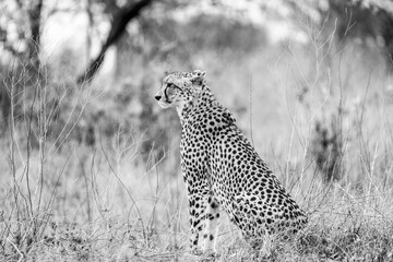 Cheetah sitting in the savanna african wild safari