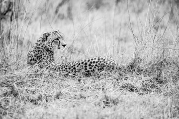 Cheetah lying in the savanna grass side profile black and white wildlife landscape