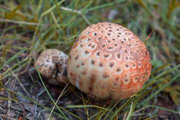 A close-up of wild mushrooms, showcasing their unique texture and vibrant colors, perfectly capturing the atmosphere of nature and harvest