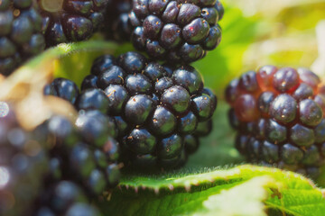 A close-up of juicy blackberries with a vibrant texture and dew drops, giving a feeling of...