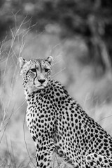 Wild cheetah portrait in safari savanna africa black and white photo © Living_Wild