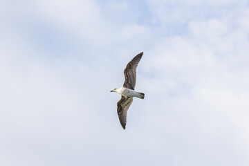 Fototapeta premium Kelp gull flying in Patagonia