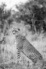 Cheetah in savanna side profile staring into savanna african safari black and white photo