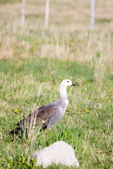 Kelp goose in Patagonia