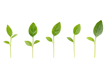 Five green sprouting.