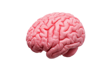 Human brain, detailed structure.