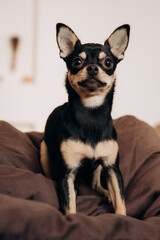 A brown beautiful purebred Chihuahua lies and sits on the bed and looks at the camera