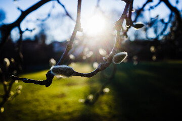 branches of a tree with sun ray
