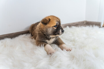 Fototapete bei efototapeten.de bestellen   