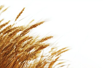 Fototapeta premium Close-up view of a golden wheat field with mature ears of wheat gently swaying in the wind against a bright, minimalist white background. 