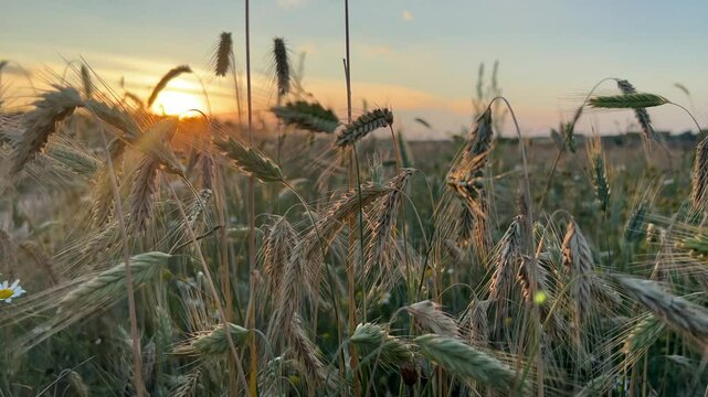 Yellow rye spikelets field at sunset mature ears close-up on the sunset background